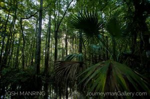 Josh Manring Photographer Decor Wall Art -  Florida Everglades -62.jpg